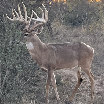 Whitetail1