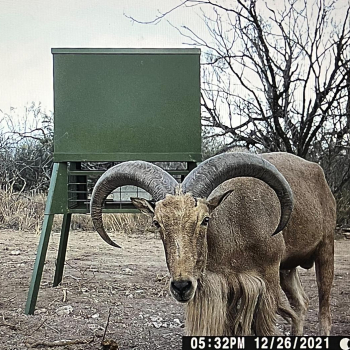 aoudad