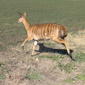 nyala1