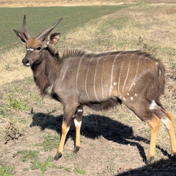 nyala2